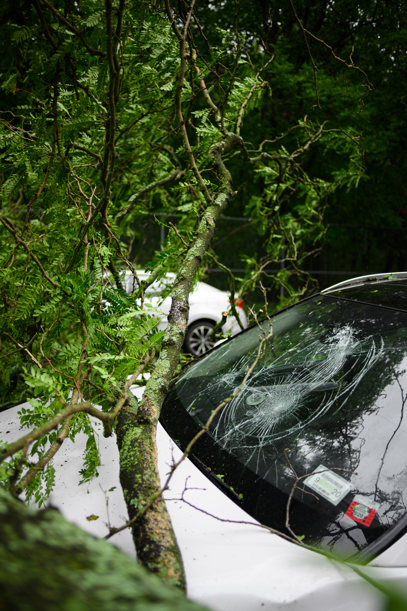 This image shows a tree branch that has fallen on a white vehicle and cracked it's windshield.